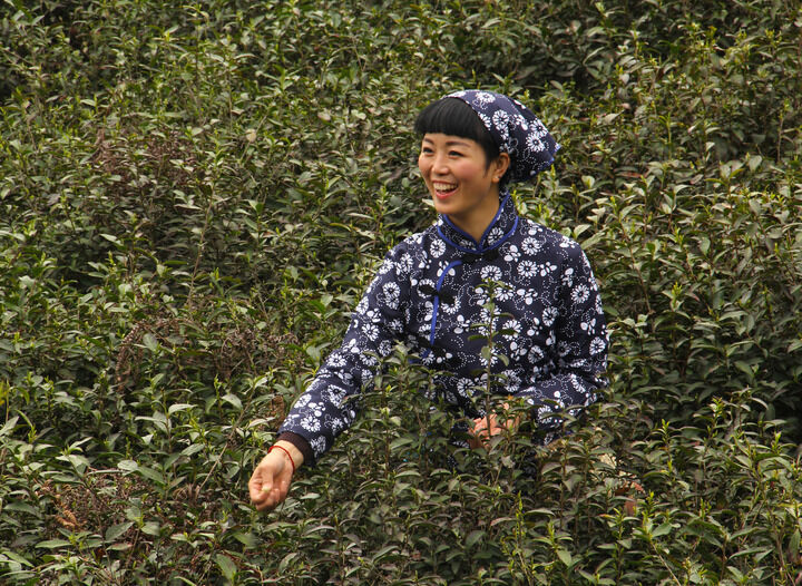 天鹅芭热门6